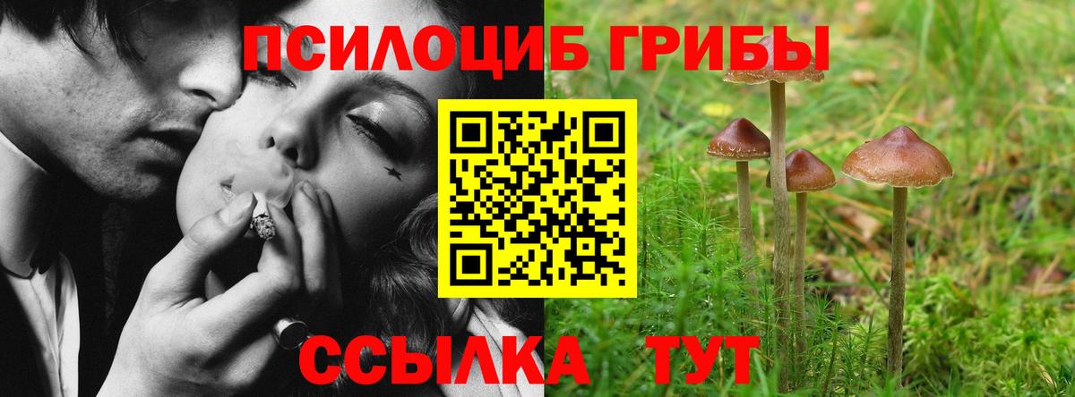Псилоцибиновые грибы Psilocybe  Галлюциногенные грибы Psilocybe  Вход с VPN  купить закладку  Новотроицк 